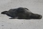 Male Monk Seal