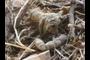 Mountain Lion Scat