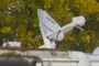 My Motosat Antenna