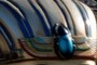 Scarab Beetle