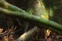 autofocus