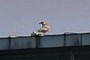 Seagull