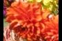 dahlia