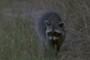 raccoon