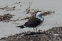Le Gull