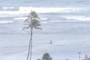 Palm Tree + Surfer