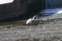 white egret fishing