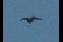 name that bird