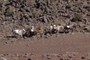 Horses?