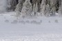 Bison Herd