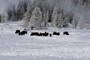 Bison