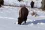 Bison