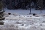 Bison