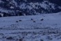 Elk