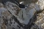 Lower Yellowstone Falls