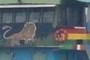 Jamaicas Lion