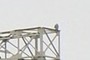 Falcon