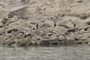 Bald Eagles