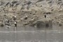 4 Bald Eagles