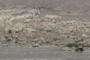 2 Bald Eagles