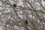 Buzzards