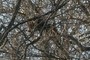 Squirrel's Nest