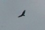 Eagle?