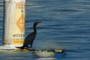 Seabird
