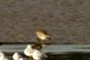Curlew