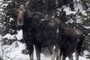 Moose
