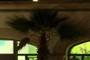 Potted PALM!