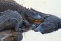 3 Gators