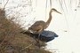 Blue Heron