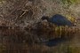 Little Blue Heron