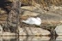 Pato descansando