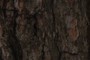 white pine bark