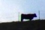 Bull!