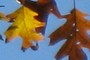 Red Oak Leaves