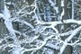 snow