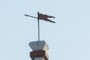 weather vane