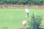 Golfer and Golfball