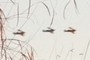 Biplanes!