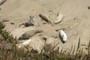 elephant seal siesta!