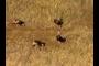 Wild Turkeys!