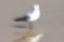 Seagull