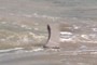 Sea Snake!