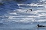Surfer and Bird