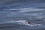 Surfer
