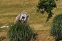Ground Hog!!!