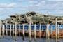 Barge